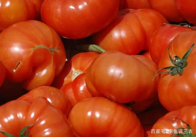 西红柿栽培种植技术_西红柿栽培技术要点_栽培西红柿种植技术视频