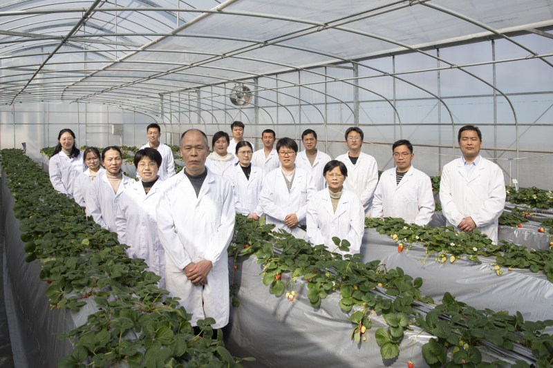 草莓 种植 技术_大棚种植草莓技术_种植草莓技术及日常管理