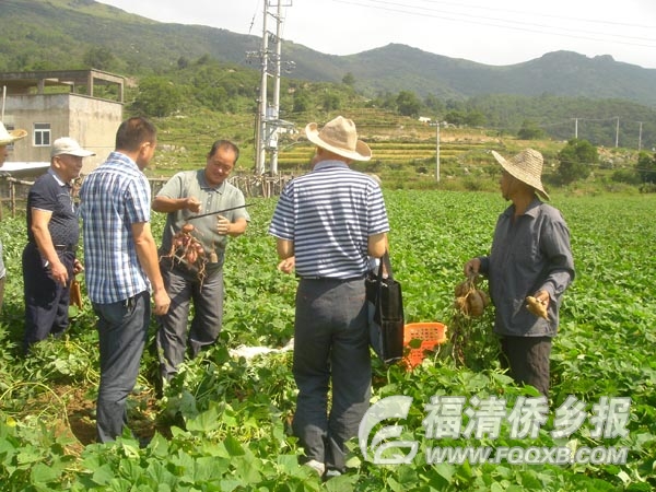 福清市农技协精准扶贫指导山区群众种植甘薯致富