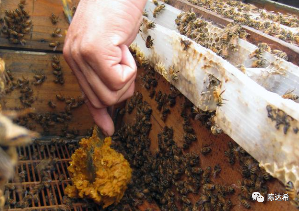 养蜂视频下载_养蜂视频大全_意蜂养殖技术视频在线