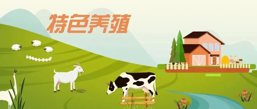 骆驼、七彩山鸡、伊拉兔……特色养殖晋升致富“主角”