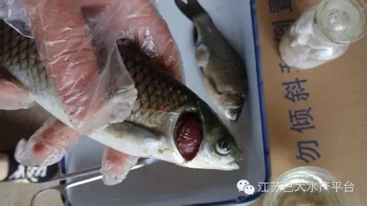 致富养殖草鱼视频_养草鱼致富经_草鱼养殖致富经