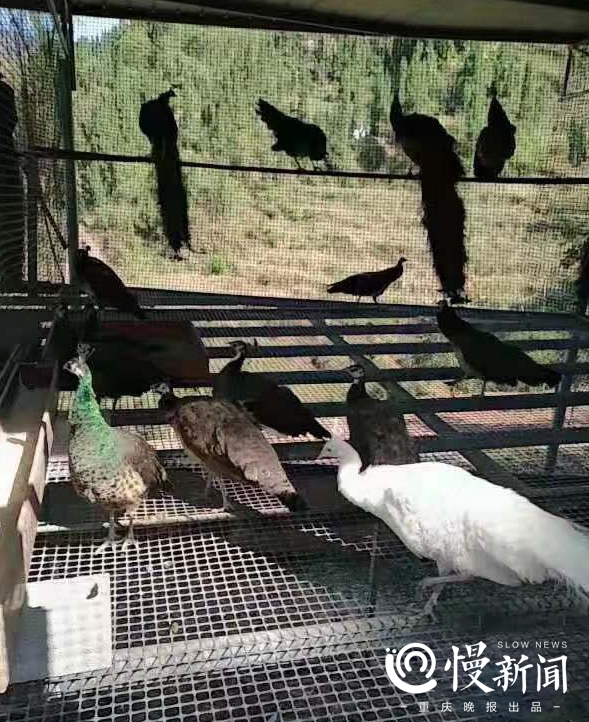 致富经用蝇蛆养殖的都是谁视频_致富经篮孔雀养殖技术_保定獭兔养殖致富