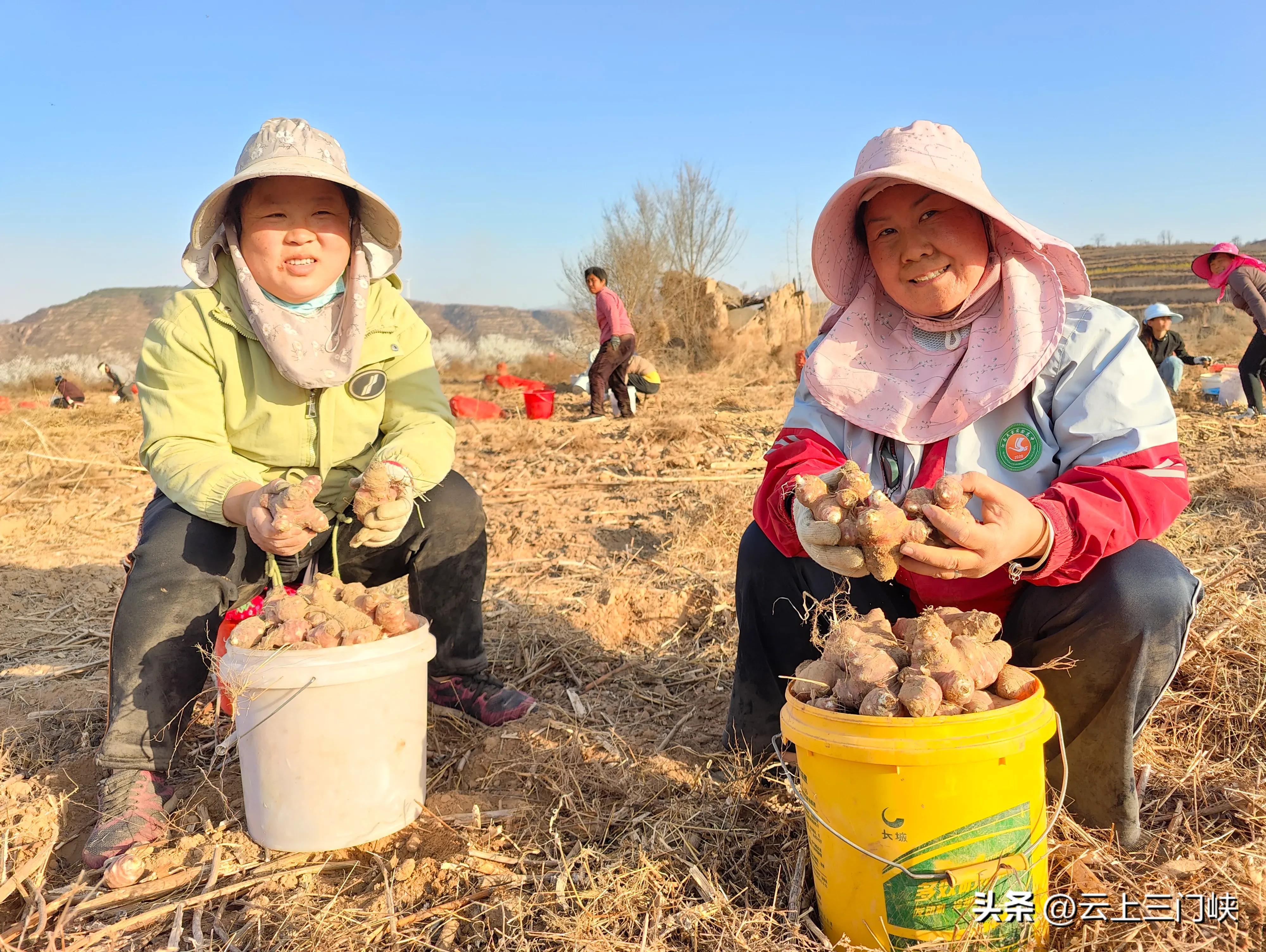 种洋姜挣钱吗_致富种植洋姜视频_洋姜种植致富经