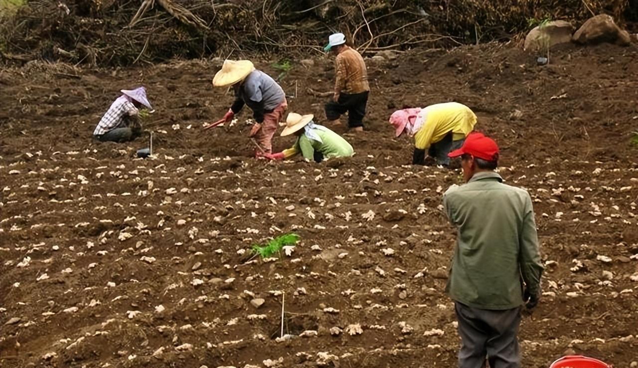 致富种植洋姜怎么样_洋姜种植效益_洋姜种植致富经