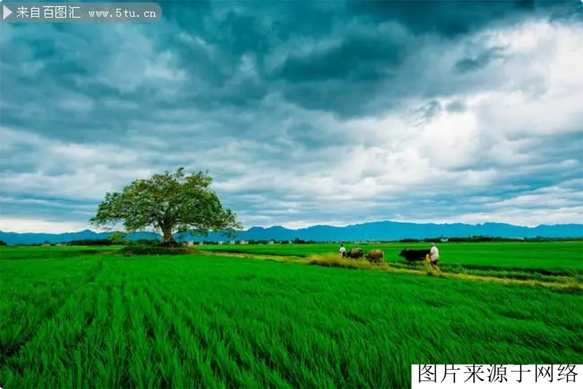 致富种植洋姜怎么样_洋姜种植致富经_洋姜种植效益