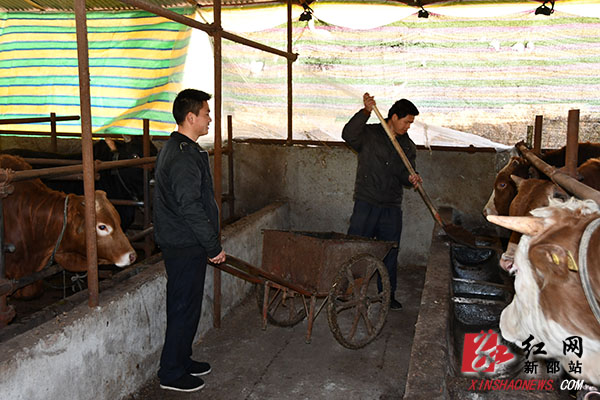 致富经养牛潘远香_致富经养牛篇_致富经藩远香养牛