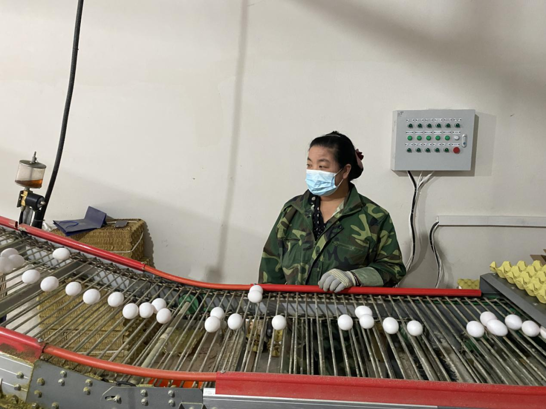养鸡致富项目_养鸡宠物_宠物鸡养殖致富