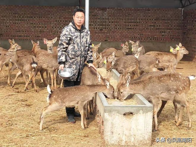 勤劳致富养殖牛羊_致富勤劳养殖牛羊视频_养殖创业牛羊