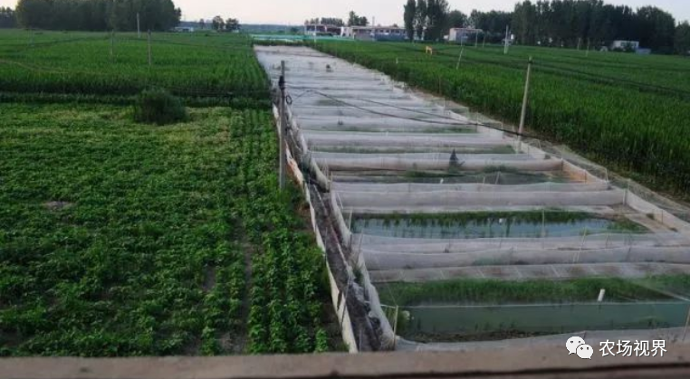 养殖案例：8亩年赚80万元的特种养殖