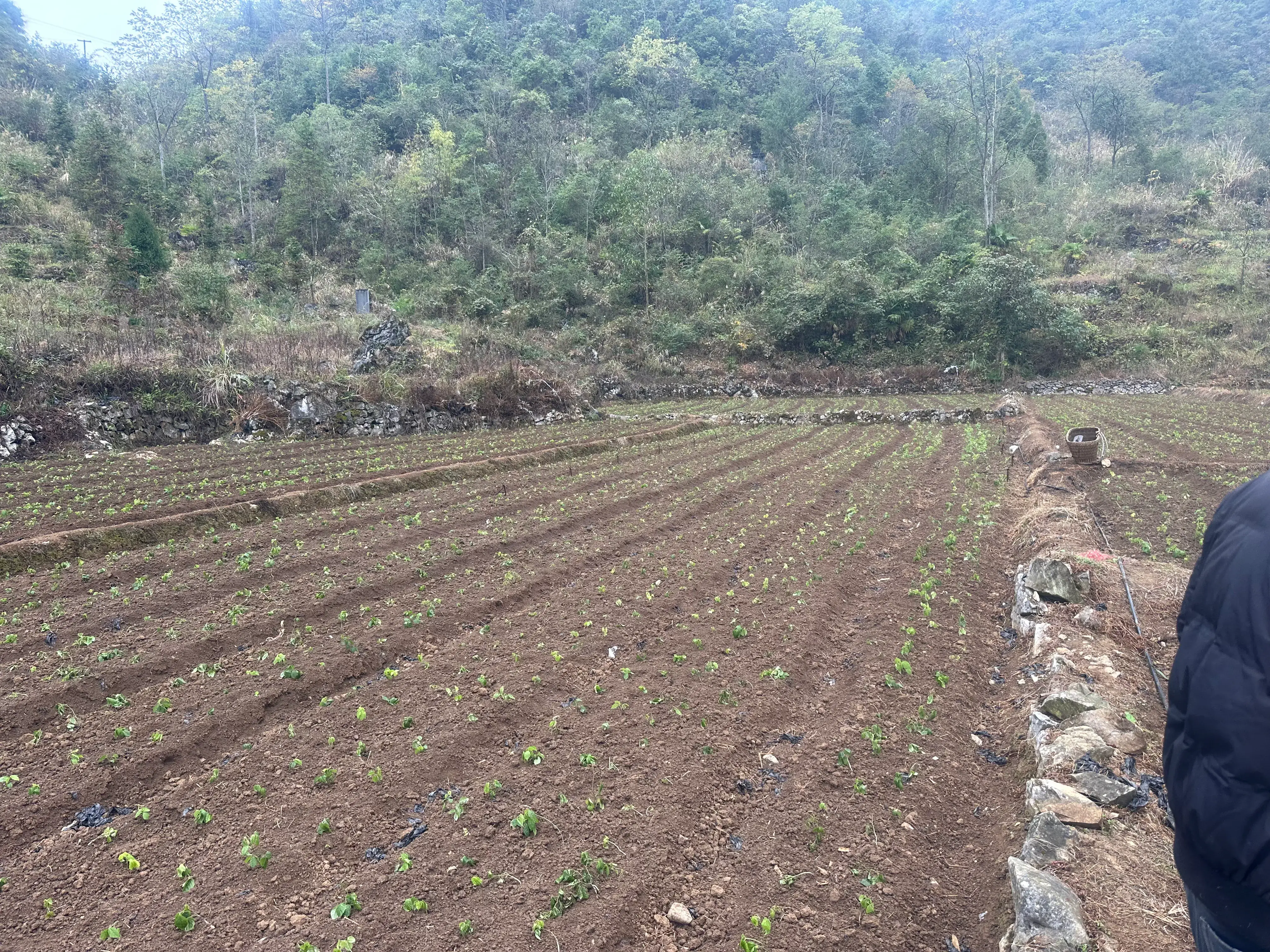 致富种植农业概念是什么_农业种植致富概念_致富种植农业概念界定