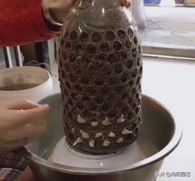 种植蒜苗赚钱吗_种植蒜苗致富例_种大蒜赚钱