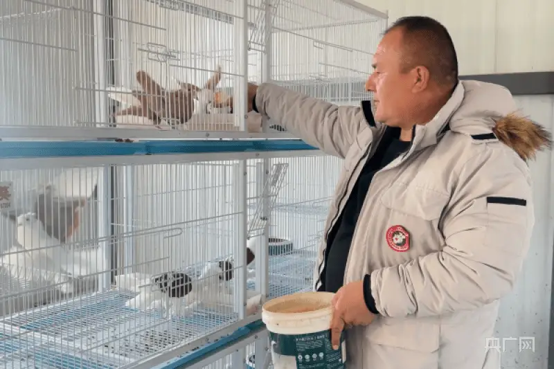 致富经观赏鸽养殖视频_致富经养鸽视频_致富鸽业