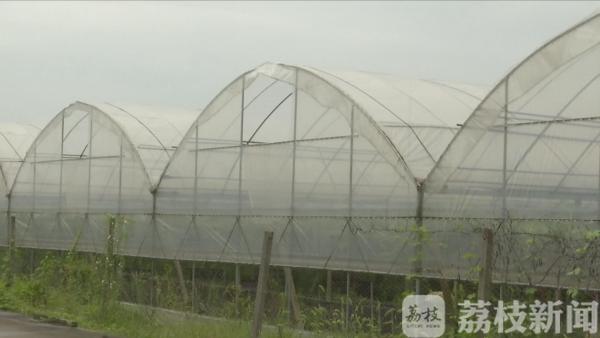 种植葡萄树技术要点_葡萄树种植技术_种植葡萄树技术要求