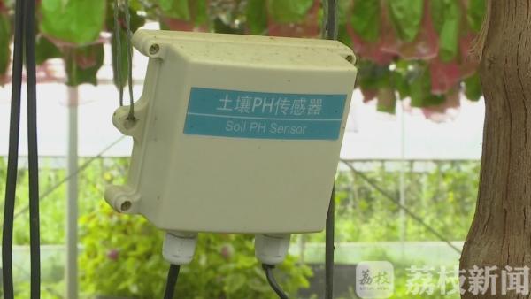 葡萄树种植技术_种植葡萄树技术要求_种植葡萄树技术要点