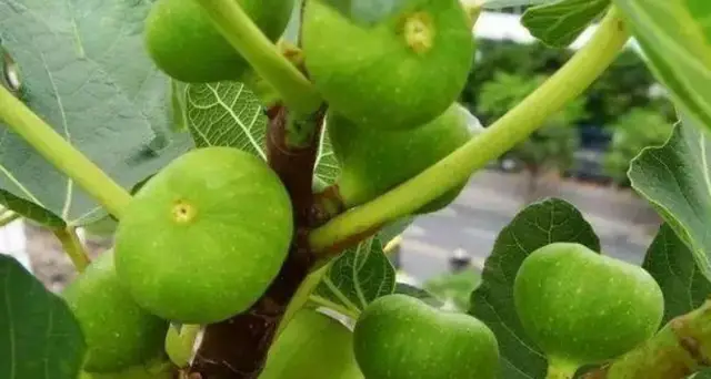 软枣子猕猴桃种植技术_猕猴桃软枣栽培_怎样种软枣猕猴桃