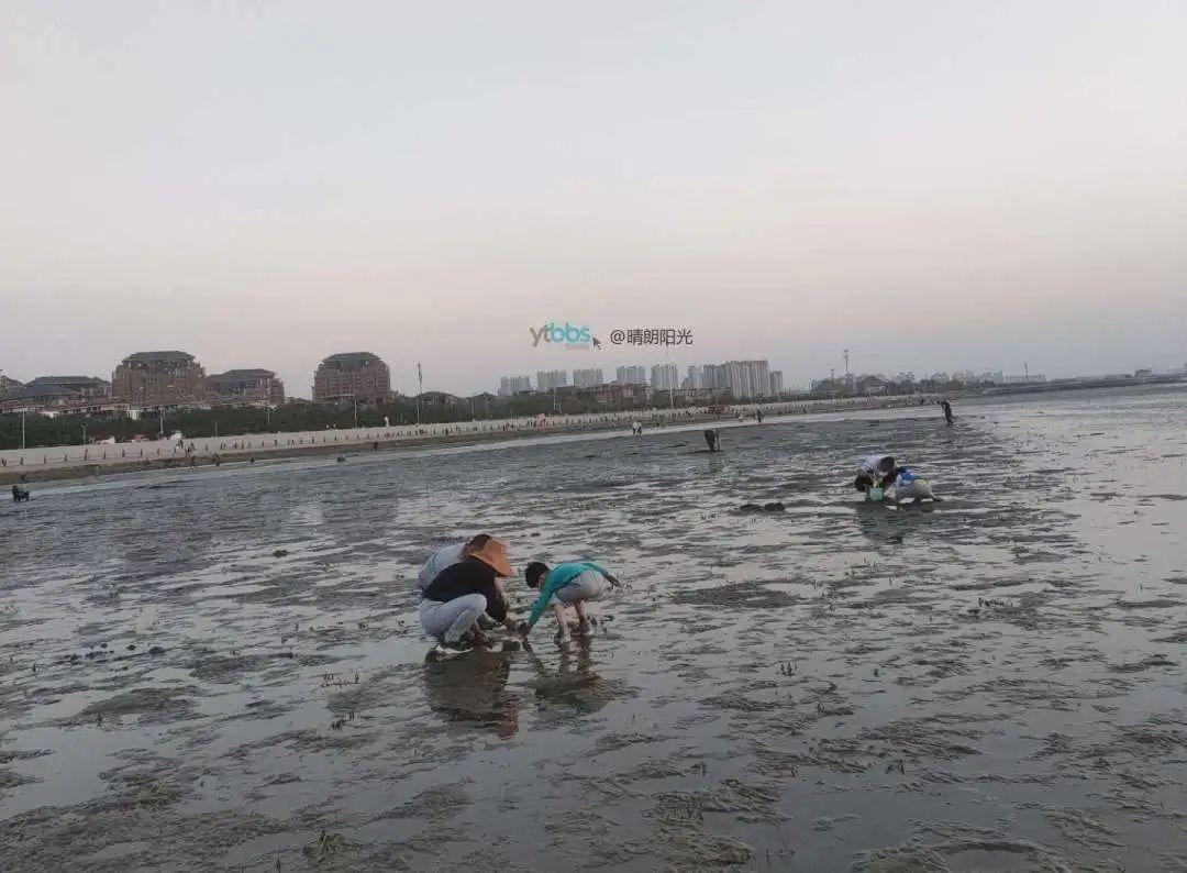 养殖蝼蛄赚钱吗_视频致富养殖蝼蛄是真是假_蝼蛄养殖视频 致富经