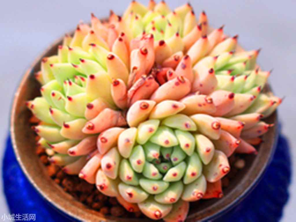 乌木和黑爪的孩子，多肉万圣夜，做好这些，养出三色，柔美非常