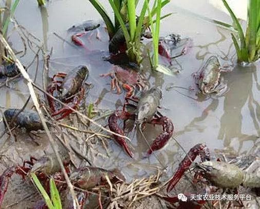 致富经养殖龙虾视频_生财有道龙虾养殖视频_致富经龙虾养殖技术视频