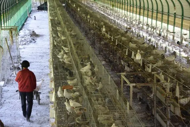肉鸽养殖致富视频_肉鸽养殖视频致富经_致富经肉鸽养殖技术视频