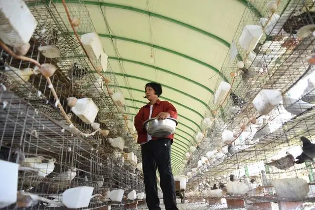 肉鸽养殖视频致富经_肉鸽养殖致富视频_致富经肉鸽养殖技术视频