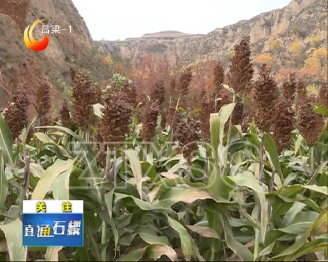 种植致富业_家庭种植致富信息_致富种植家庭信息怎么填
