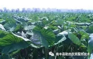槟榔芋的栽培技术措施