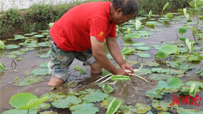 藕尖种植技术_尖藕种植技术与管理_藕尖如何种植