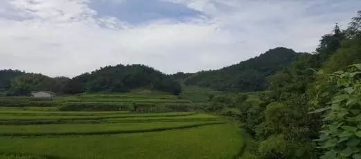 致富药材能种植吗_药材种植致富项目_种植什么药材能致富