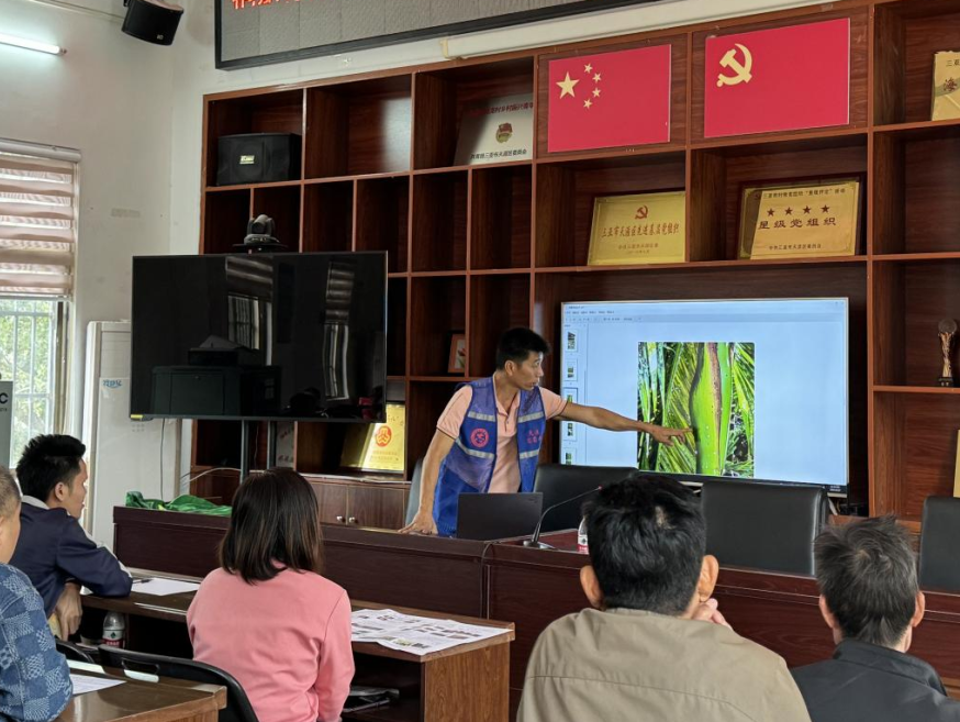 苗种植槟榔技术要求_苗种植槟榔技术视频_槟榔苗如何种植技术