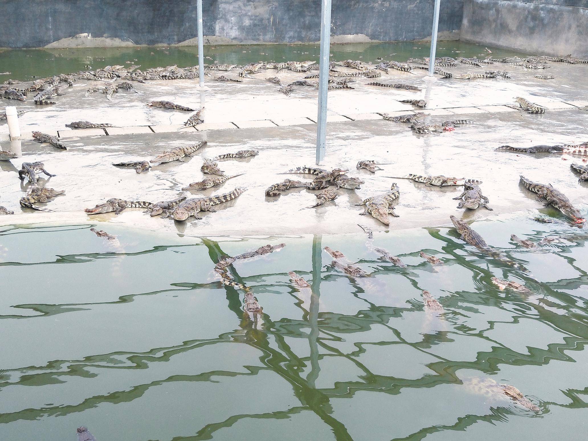 绵阳鳄鱼养殖温室大棚致富_温室鳄鱼养殖技术_北方温室大棚养殖鳄鱼