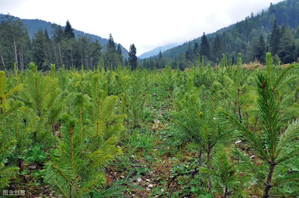 松树种植技术与管理_松树菌种植技术视频_松树种植技术