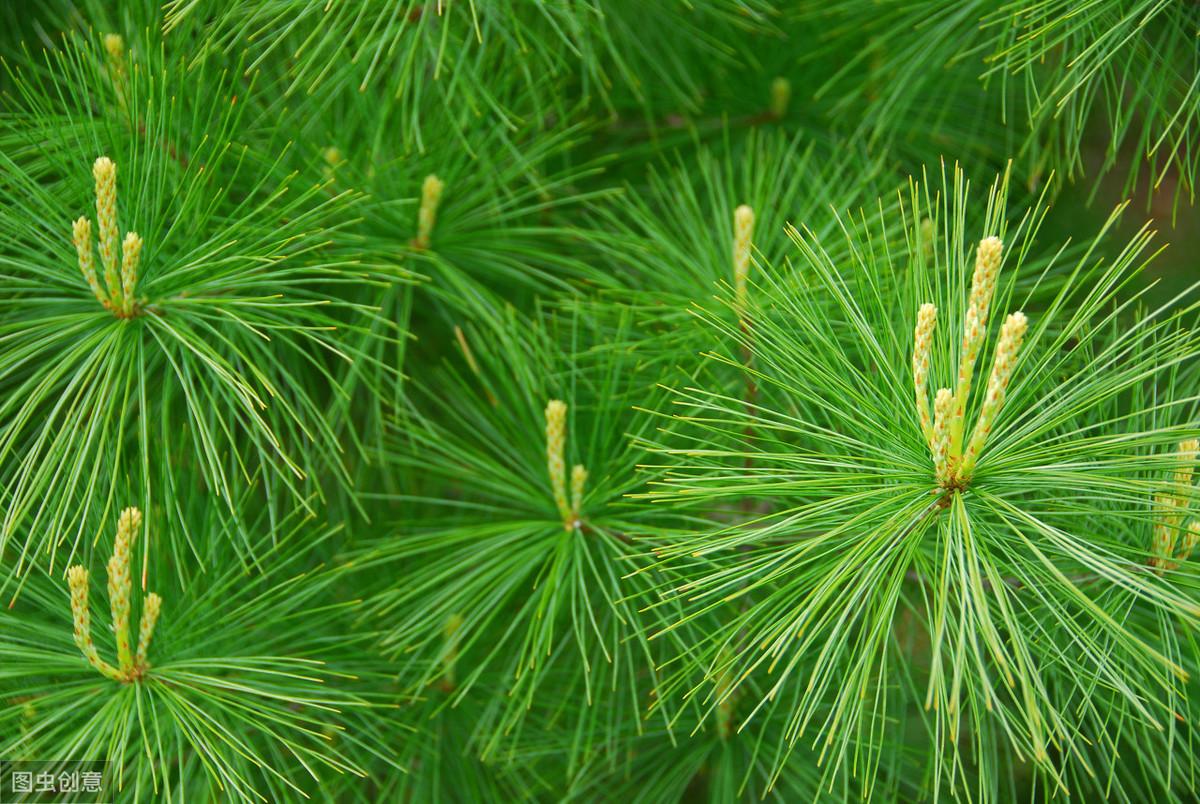 松树菌种植技术视频_松树种植技术与管理_松树种植技术