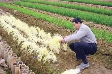 韭黄种植技术视频教程_韭黄怎样种植技术_韭黄种植最新技术