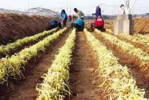 韭黄种植技术视频教程_韭黄怎样种植技术_韭黄种植最新技术