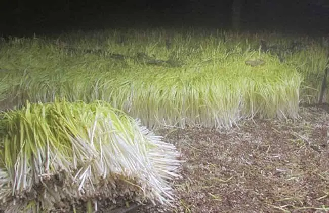 韭黄种植技术视频教程_韭黄怎样种植技术_韭黄种植最新技术