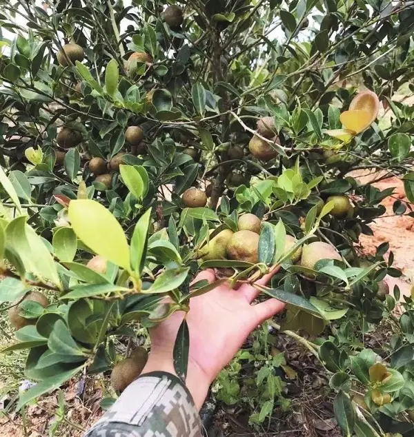 水果种植赚钱吗_种植水果致富_致富水果种植视频
