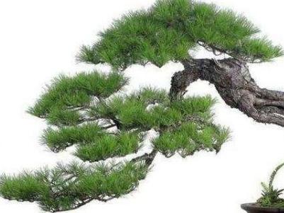 松树种植技术_松树菌种植技术视频_松树种植技术视频