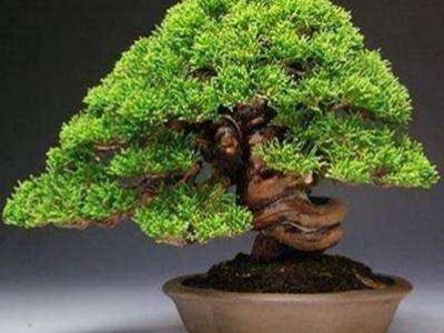 松树种植技术_松树菌种植技术视频_松树种植技术视频