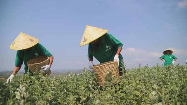 南阳种植致富_南阳种植业_南阳适合种植什么经济作物
