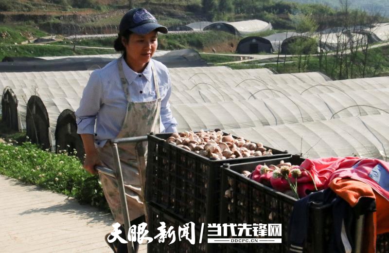 食用菌种植致富模式是_致富种植食用菌模式是什么_种植食用菌赚钱吗