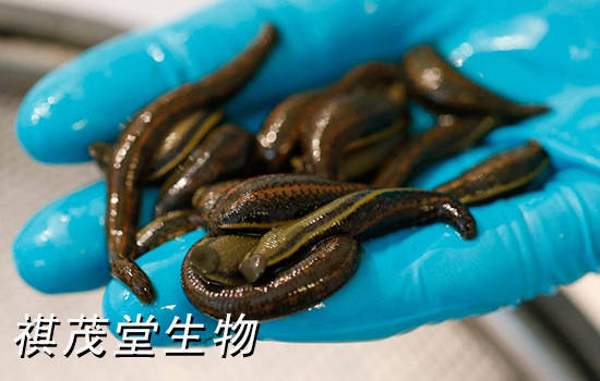 东北水蛭网箱养殖技术_养殖东北水蛭网箱技术视频_养水蛭网箱用什么规格