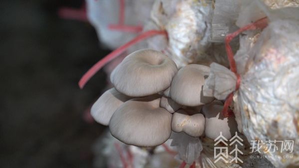 食用菌种植致富模式是_致富经食用菌种植_致富种植食用菌模式是什么意思