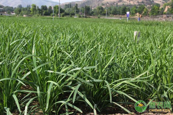 大棚韭菜种植技术_韭菜种植技术与管理方法_关于韭菜种植技术