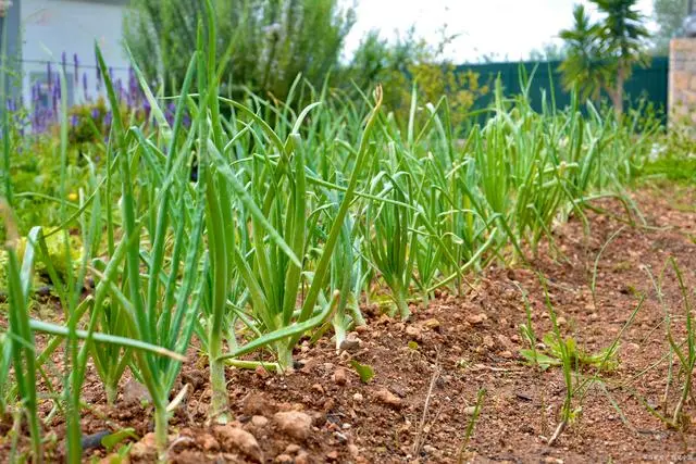 韭菜种植技术和时间_韭菜种植技术与栽培_关于韭菜种植技术