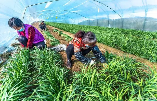 关于韭菜种植技术_韭菜种植技术与栽培_韭菜种植技术和时间