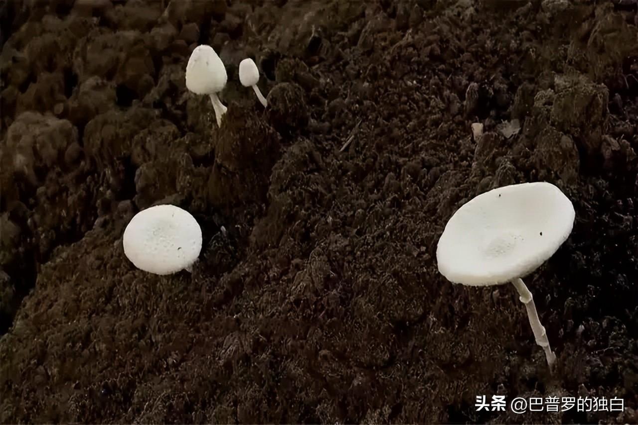 致富经养殖鸡视频_农业节目致富经养殖鸡视频_cctv7致富经养鸡视频