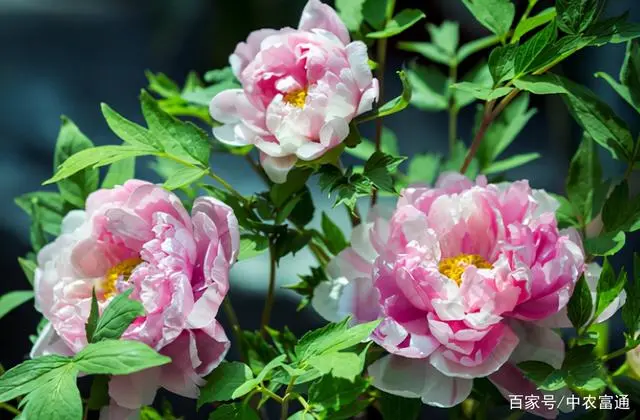 平菇养殖技术视频播放_和平菇养殖技术_平菇养殖前景如何