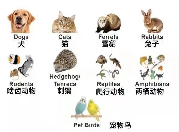 致富经松针养猪视频_松鸡养殖致富經_致富经养松鼠