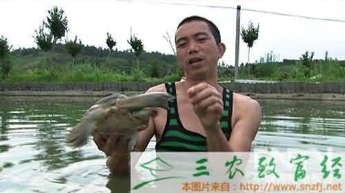致富经甲鱼怎么养视频_致富经养殖甲鱼视频_致富经养甲鱼视频播放